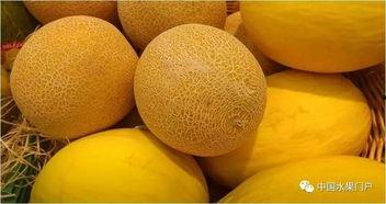 哈密瓜今日行情河南,今日价格走势分析”