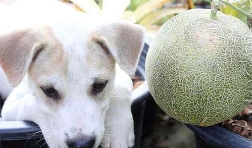 狗狗黑吃哈密瓜,萌态可掬引网友热议