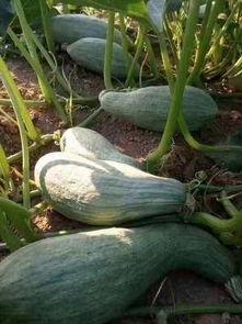 今日兰瓜价格行情,涨跌波动，市场动态一览