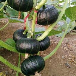 今日兰瓜价格行情,涨跌波动，市场动态一览