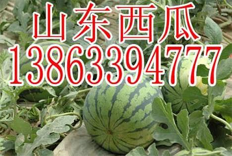 小瓜今日行情,涨跌波动，市场动态一览