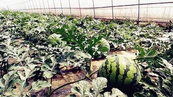 吃瓜网红吃瓜爆料,揭秘娱乐圈幕后真相